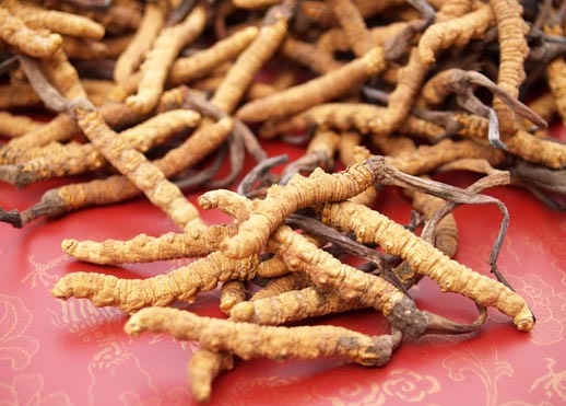 Cordyceps Manufacturer