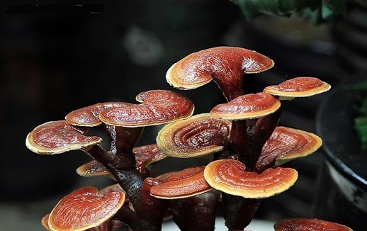 Ganoderma lucidum Manufacturer